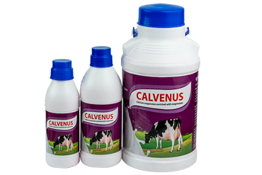 Calvenus